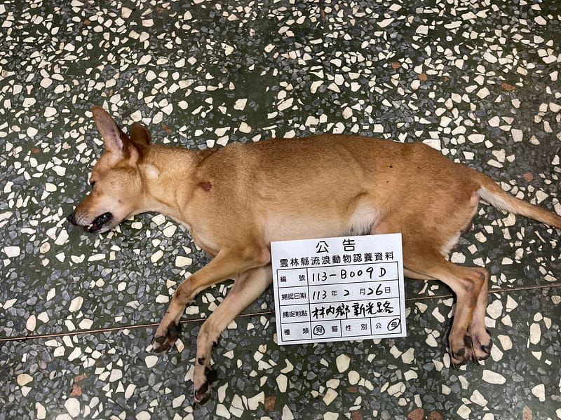 【待認養】混種犬 狗 (女生) - 雲林縣流浪動物收容所