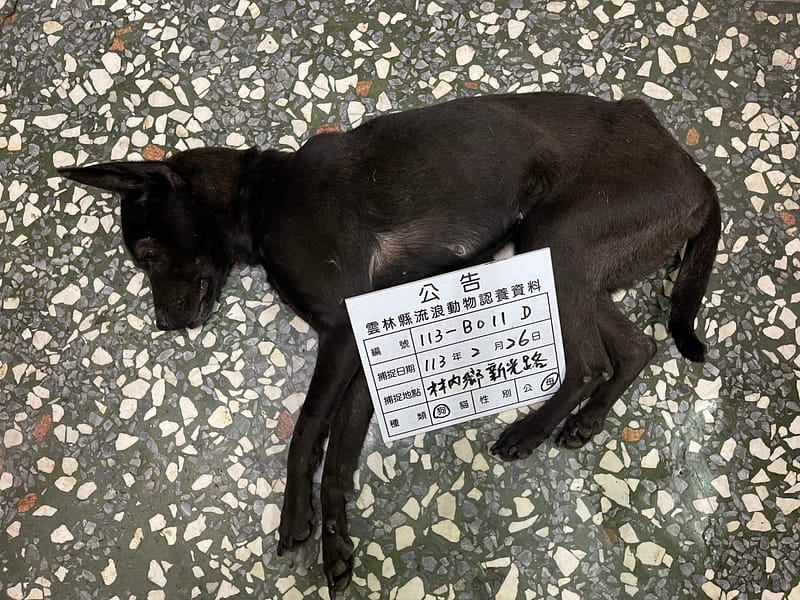 【待認養】混種犬 狗 (女生) - 雲林縣流浪動物收容所