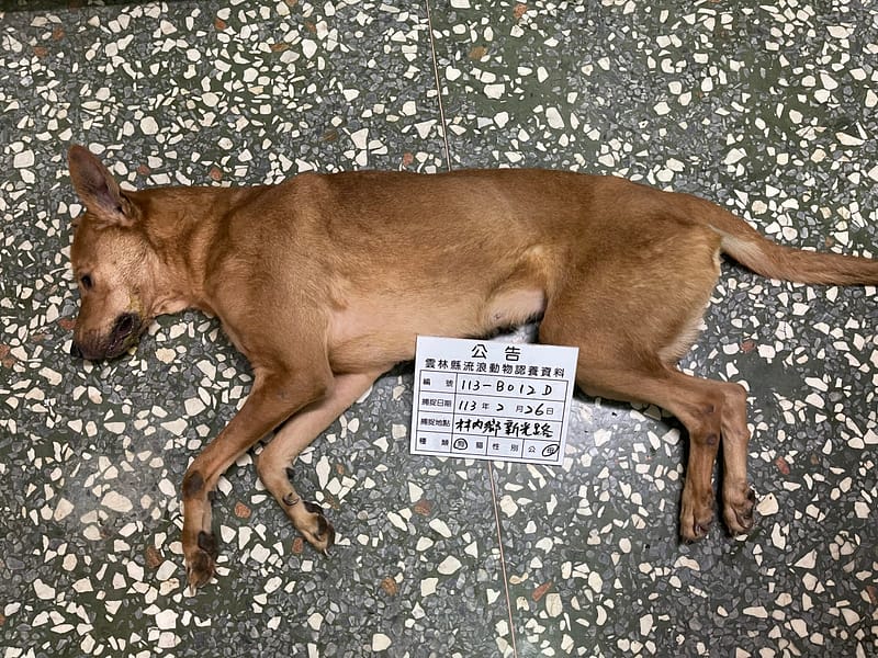 【待認養】混種犬 狗 (女生) - 雲林縣流浪動物收容所