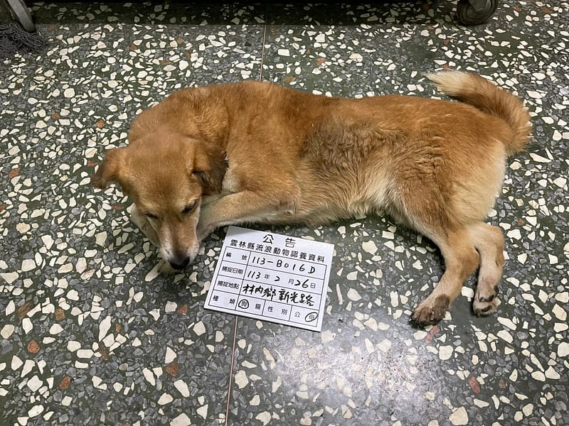 【待認養】混種犬 狗 (女生) - 雲林縣流浪動物收容所