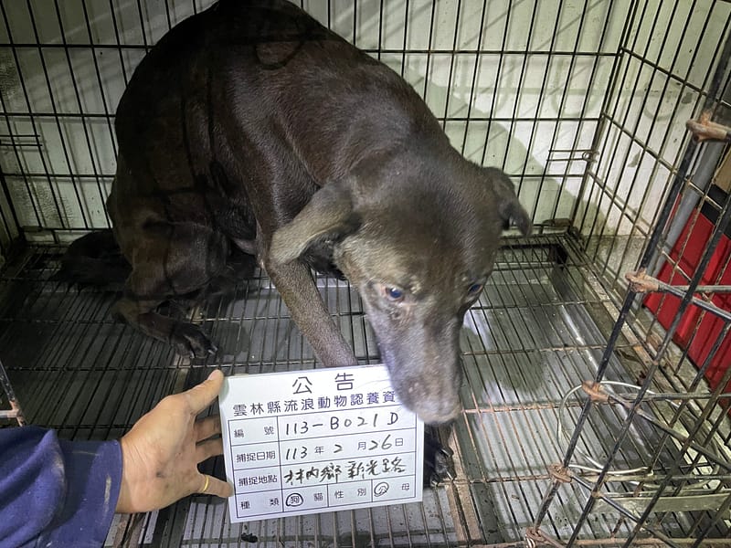 【待認養】混種犬 狗 (男生) - 雲林縣流浪動物收容所