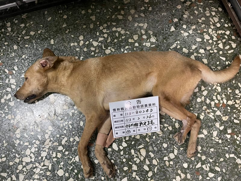 【待認養】混種犬 狗 (男生) - 雲林縣流浪動物收容所