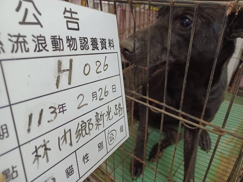 【待認養】混種犬 狗 (女生) - 雲林縣流浪動物收容所