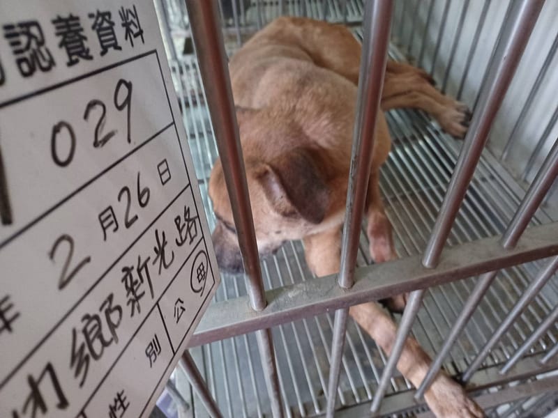 【待認養】混種犬 狗 (女生) - 雲林縣流浪動物收容所