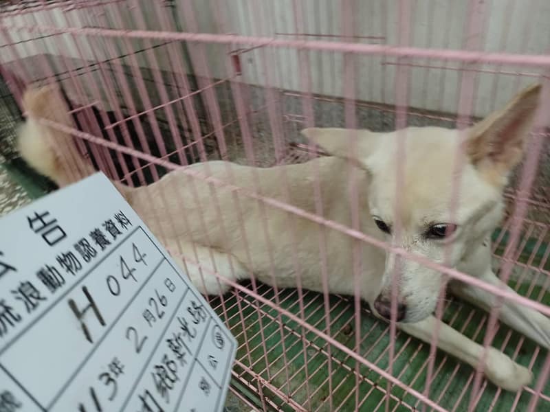 【待認養】混種犬 狗 (女生) - 雲林縣流浪動物收容所