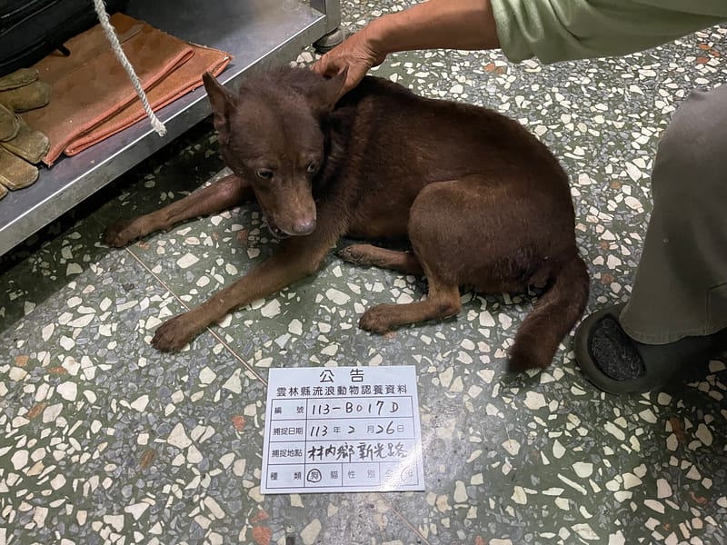 【待認養】混種犬 狗 (女生) - 雲林縣流浪動物收容所