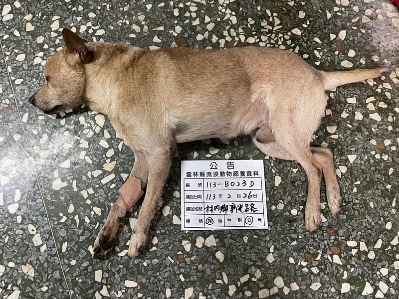 【待認養】混種犬 狗 (男生) - 雲林縣流浪動物收容所