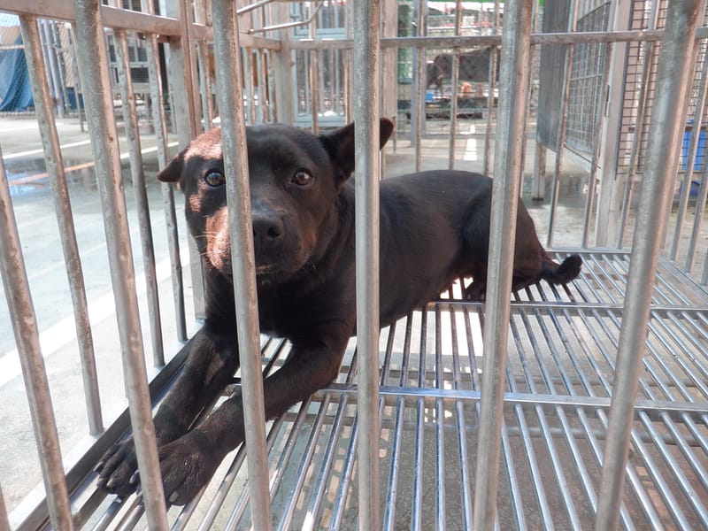 【待認養】混種犬 狗 (男生) - 南投縣公立動物收容所