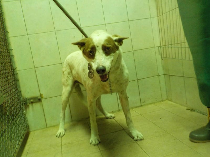 【待認養】混種犬 狗 (男生) - 南投縣公立動物收容所