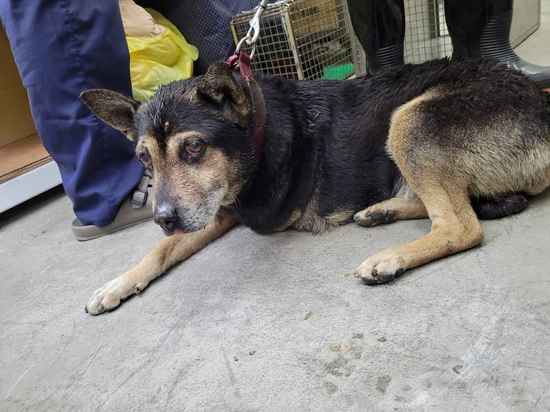 【待認養】混種犬 狗 (男生) - 臺北市動物之家