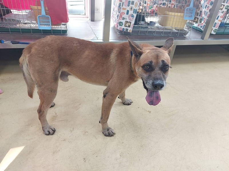 【待認養】混種犬 狗 (男生) - 新北市中和區公立動物之家