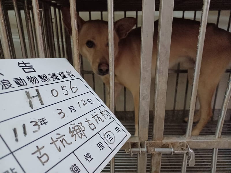 【待認養】混種犬 狗 (男生) - 雲林縣流浪動物收容所