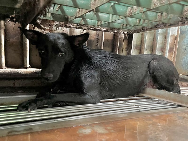 【待認養】混種犬 狗 (女生) - 彰化縣流浪狗中途之家