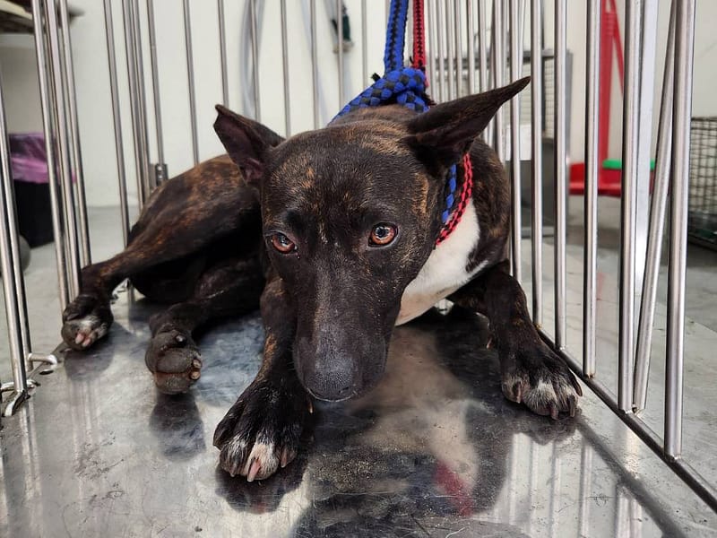 【待認養】混種犬 狗 (女生) - 臺北市動物之家