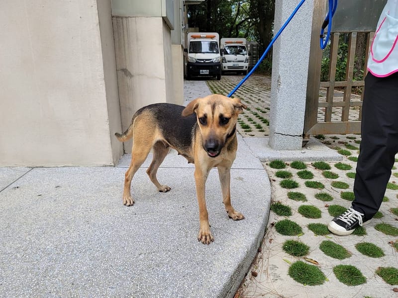 【待認養】混種犬 狗 (女生) - 新竹市動物保護教育園區