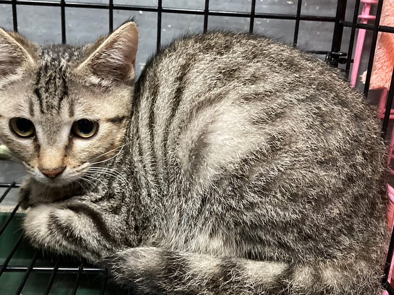 【待認養】混種貓 貓 (女生) - 臺東縣動物收容中心