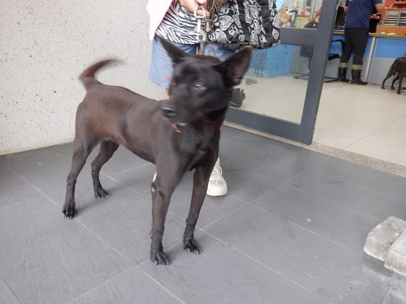 【待認養】混種犬 狗 (女生) - 南投縣公立動物收容所