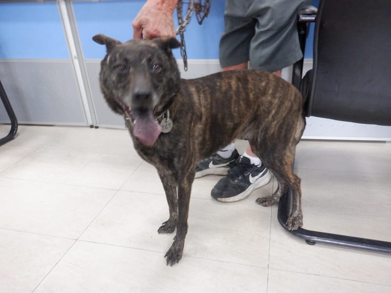 【待認養】混種犬 狗 (女生) - 南投縣公立動物收容所