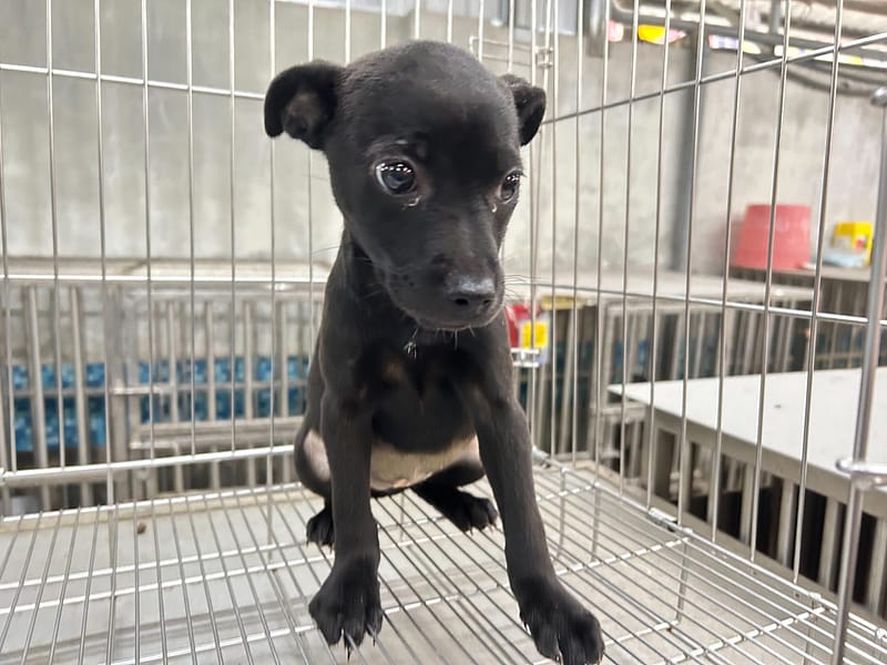 【待認養】混種犬 狗 (女生) - 新北市板橋區公立動物之家