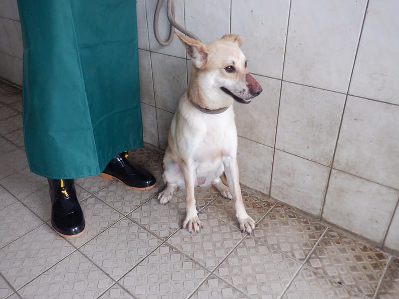 【待認養】混種犬 狗 (女生) - 南投縣公立動物收容所