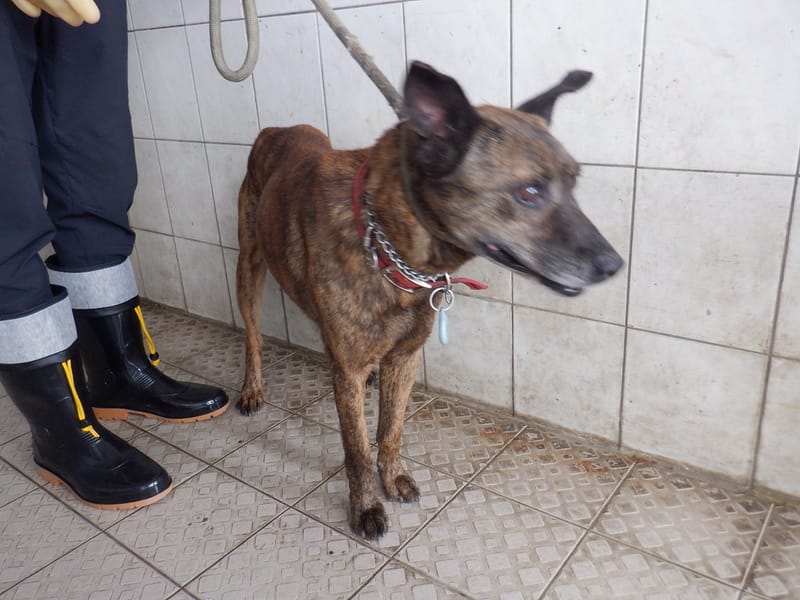 【待認養】混種犬 狗 (男生) - 南投縣公立動物收容所