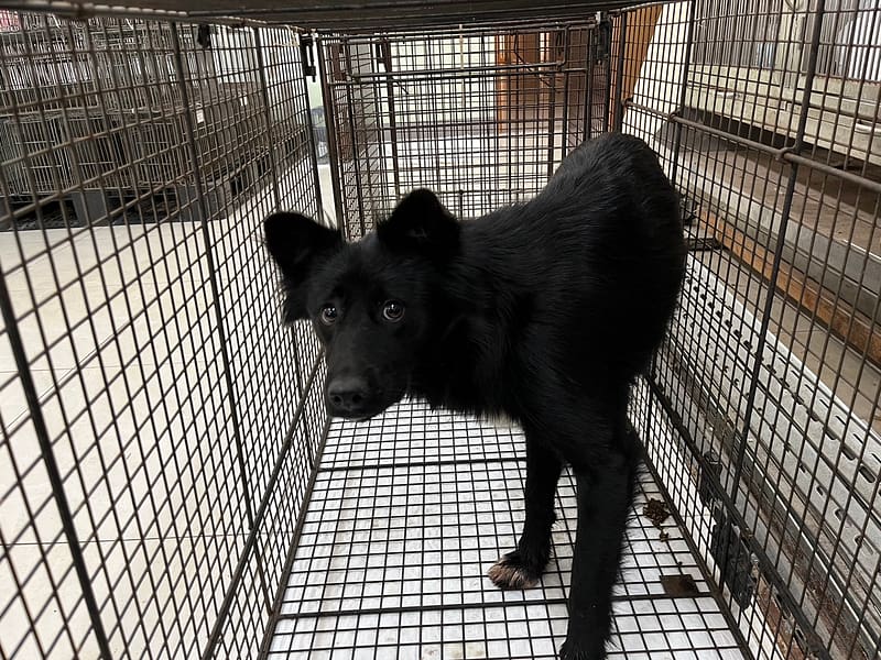 【待認養】混種犬 狗 (女生) - 金門縣動物收容中心