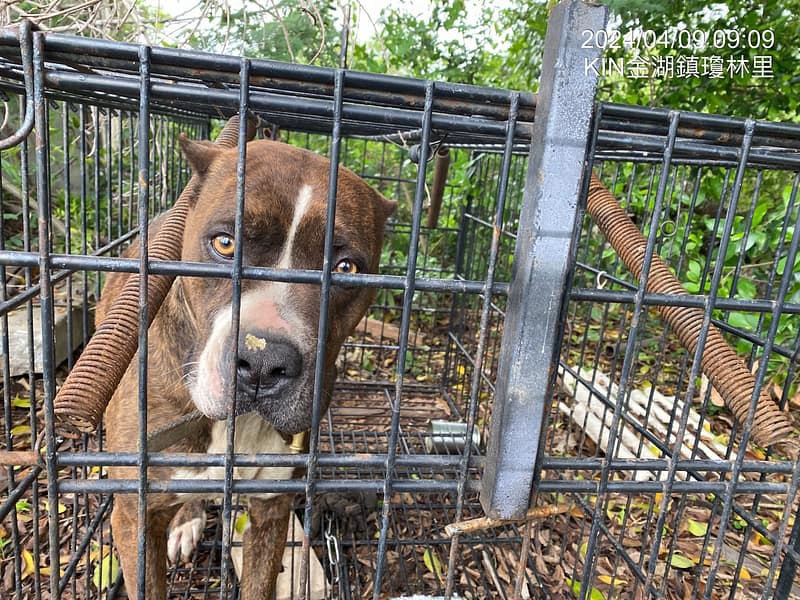 【待認養】混種犬 狗 (女生) - 金門縣動物收容中心
