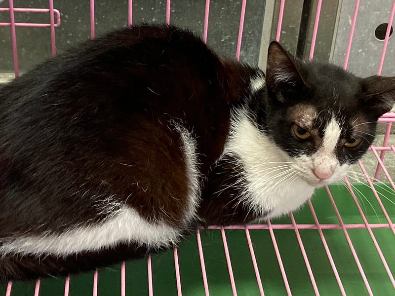 【待認養】混種貓 貓 (女生) - 臺東縣動物收容中心