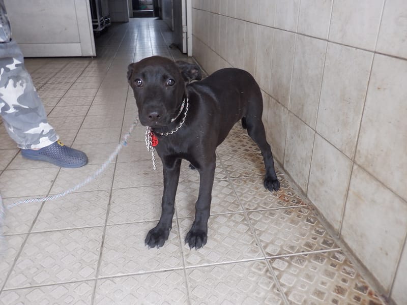 【待認養】混種犬 狗 (女生) - 南投縣公立動物收容所