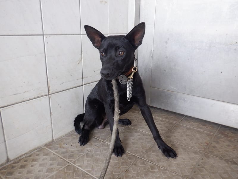 【待認養】混種犬 狗 (女生) - 南投縣公立動物收容所