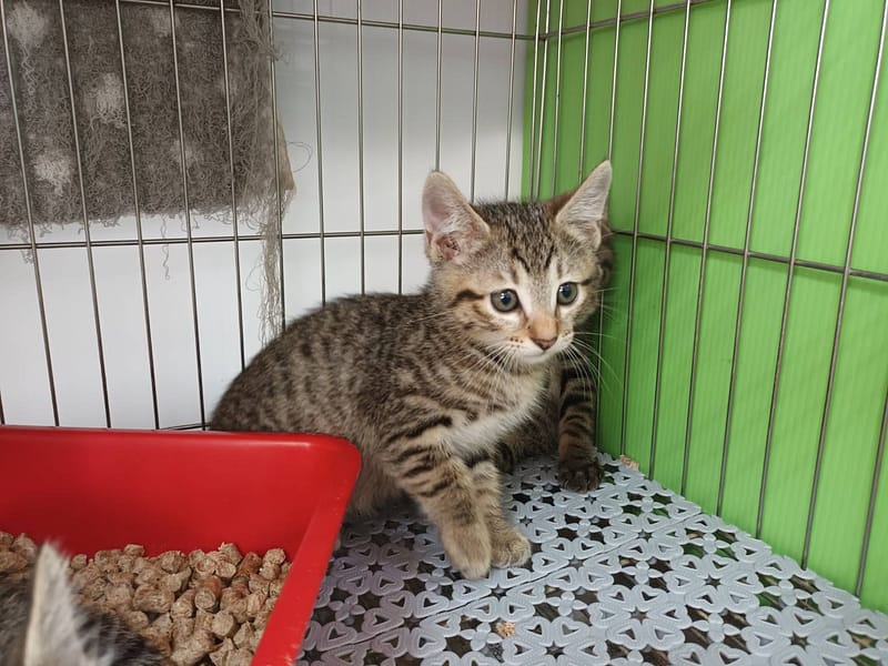 【待認養】混種貓 貓 (男生) - 新北市板橋區公立動物之家