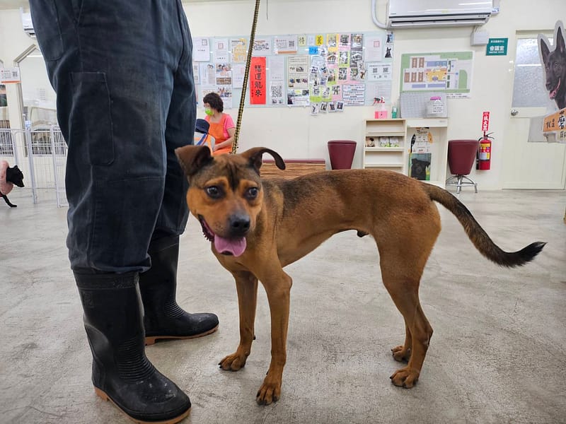 【待認養】混種犬 狗 (男生) - 臺北市動物之家