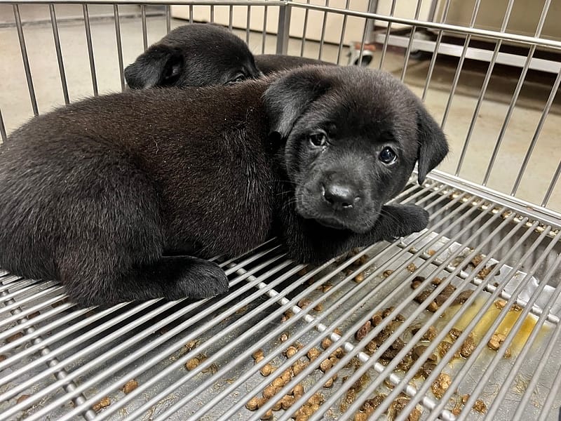 【待認養】混種犬 狗 (女生) - 桃園市動物保護教育園區