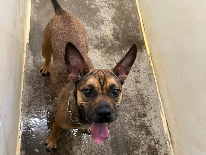 【待認養】混種犬 狗 (女生) - 臺北市動物之家