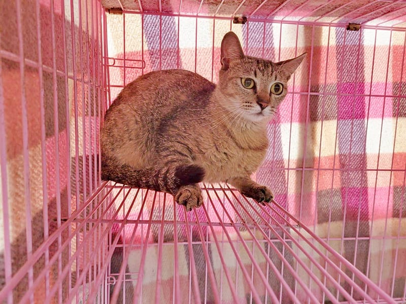 【待認養】混種貓 貓 (女生) - 臺北市動物之家