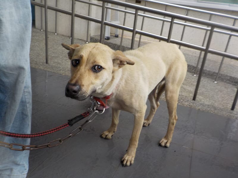 【待認養】混種犬 狗 (女生) - 南投縣公立動物收容所