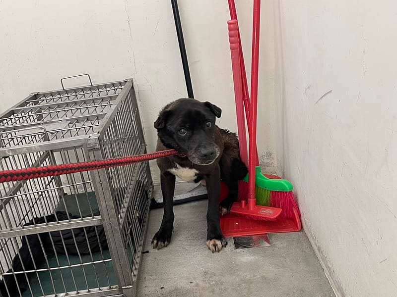 【待認養】混種犬 狗 (男生) - 臺北市動物之家