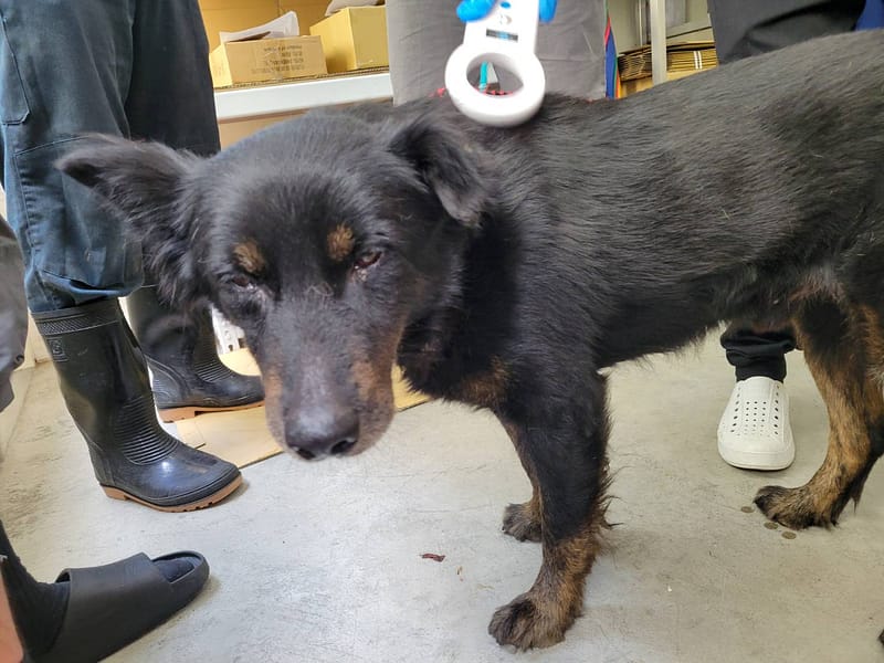 【待認養】混種犬 狗 (男生) - 臺北市動物之家