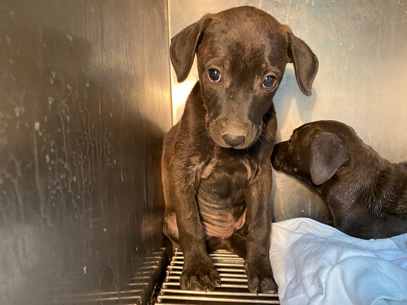 【待認養】混種犬 狗 (女生) - 高雄市壽山動物保護教育園區