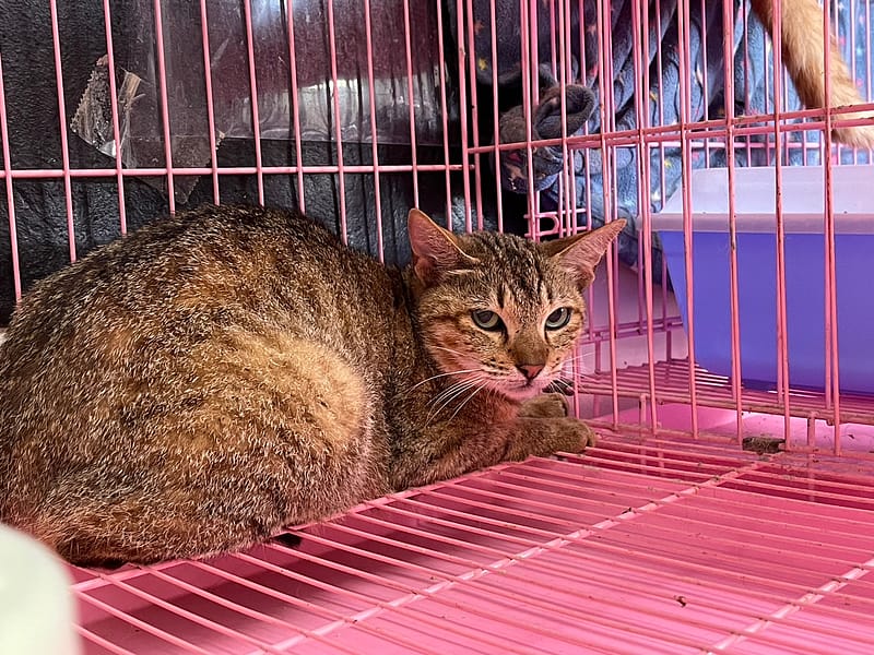 【待認養】混種貓 貓 (女生) - 臺北市動物之家