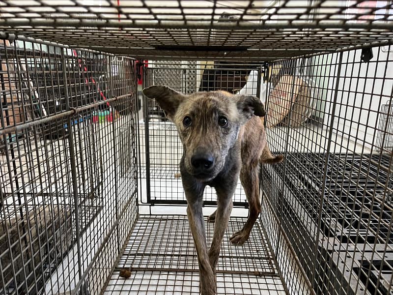 【待認養】混種犬 狗 (男生) - 金門縣動物收容中心