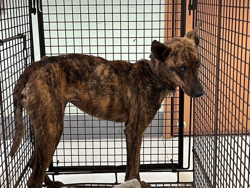 【待認養】混種犬 狗 (女生) - 金門縣動物收容中心