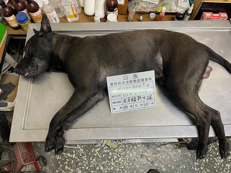 【待認養】混種犬 狗 (男生) - 雲林縣流浪動物收容所