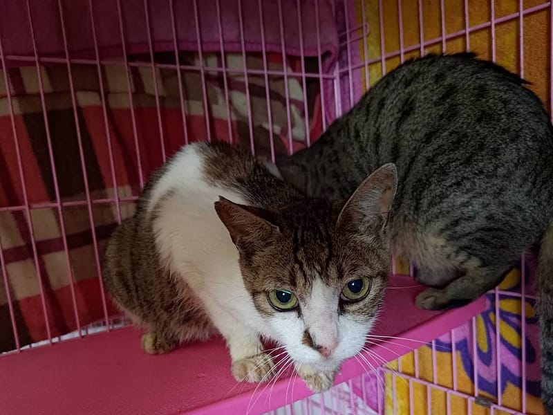 【待認養】混種貓 貓 (女生) - 臺北市動物之家