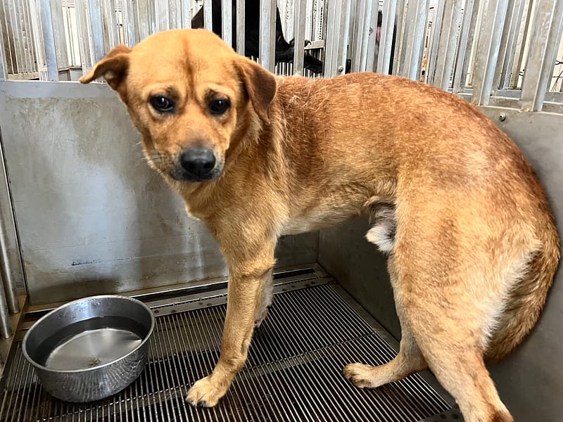【待認養】混種犬 狗 (男生) - 桃園市動物保護教育園區