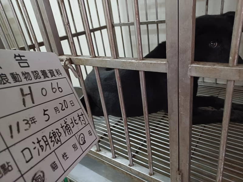 【待認養】混種犬 狗 (男生) - 雲林縣流浪動物收容所
