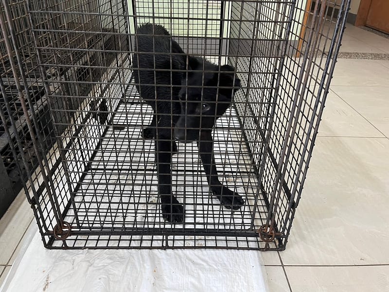 【待認養】混種犬 狗 (男生) - 金門縣動物收容中心