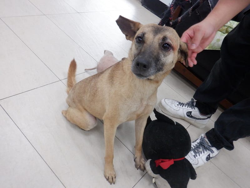 【待認養】混種犬 狗 (女生) - 南投縣公立動物收容所