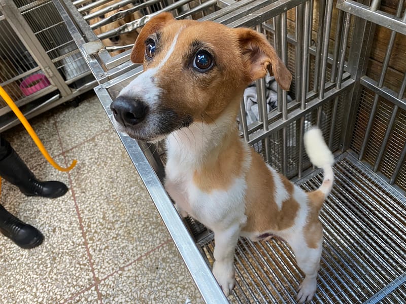 【待認養】傑克羅素梗 狗 (男生) - 高雄市壽山動物保護教育園區