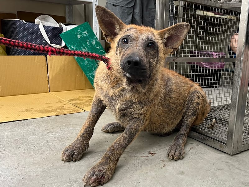 【待認養】混種犬 狗 (男生) - 臺北市動物之家